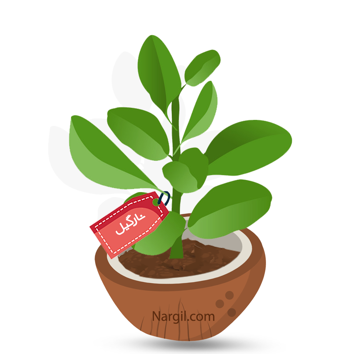  Nargil - Ficus deltoidea